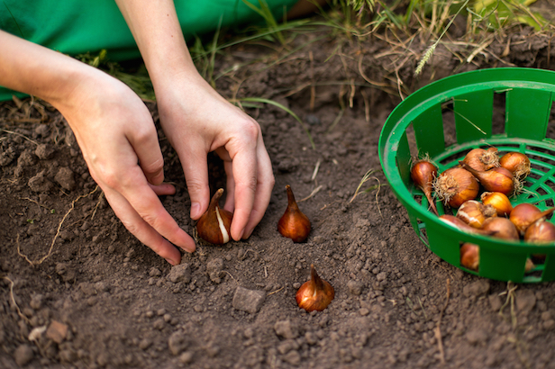 planting flowers